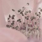 Pistils col