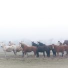 Horses