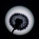 Dandelion Moon