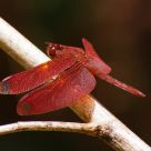 Red Dragonfly