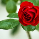 Rosa roja en su rosal