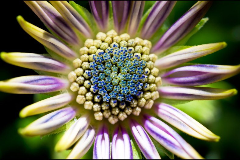 Osteospermum ecklonis