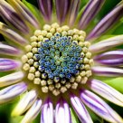 Osteospermum ecklonis