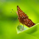 small brown butterfly