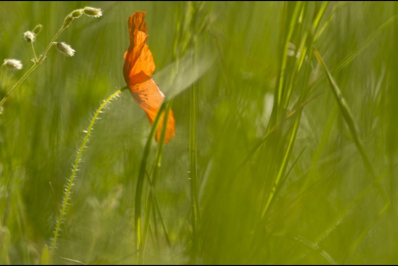 Ecoutes, le coquelicot te parles
