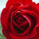 Nominativo, rosa
