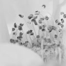 Pistils black & white