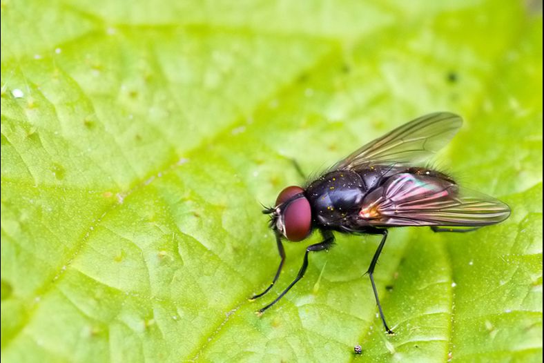 Calliphoridae