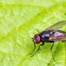 Calliphoridae