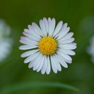 Daisy