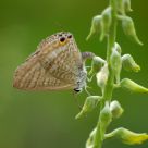 Grey butterfly