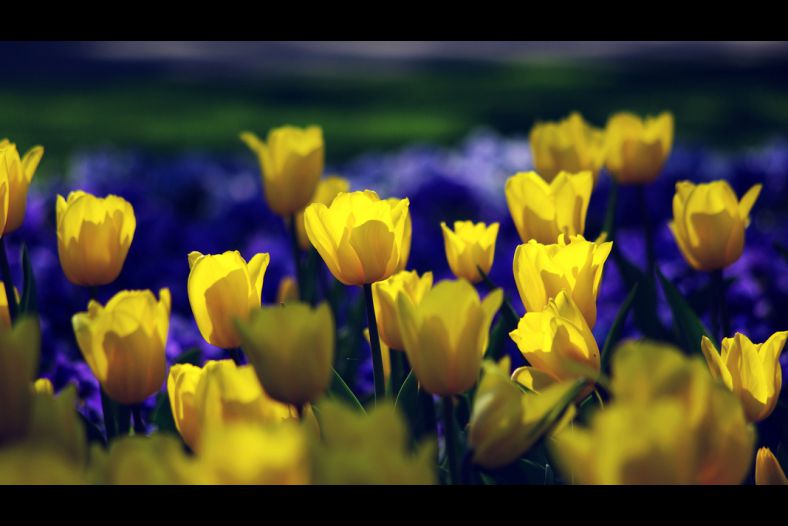 the tulip