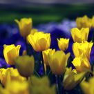 the tulip
