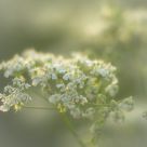 Backlit Romance