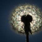 Dispersion