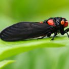 red cicada