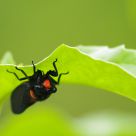 red cicada