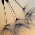 Dandelion Detail