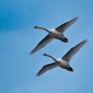 Flying swans