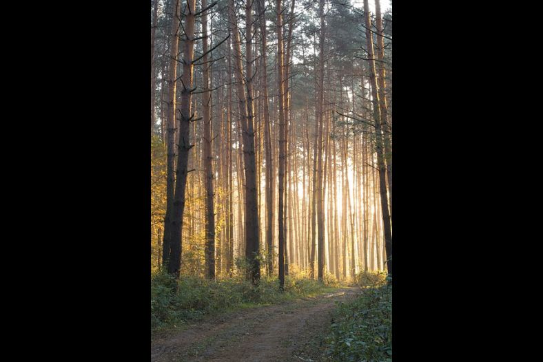 Dawn in the summer forest