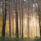Dawn in the summer forest
