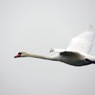 Flight to?