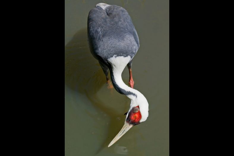 White-naped Crane