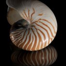 Nautilus