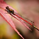 Damsel on Acer