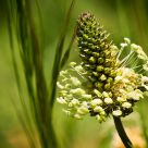 Plaintain