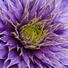 Clematis