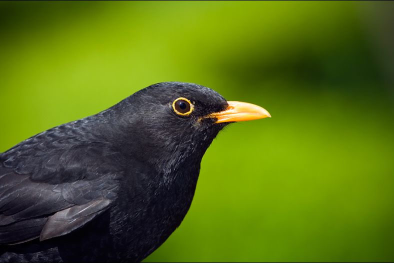 Blackbird