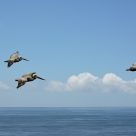 Pelican Formation