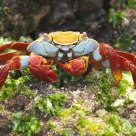 a galapagos crab