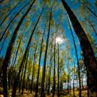 Spring trees