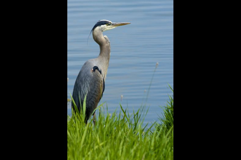At the Water's Edge