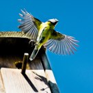 blue tit