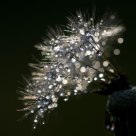 Jewels