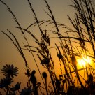 Meadow sunset