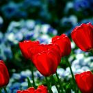 the tulip