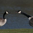 Brent geese