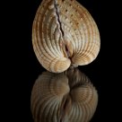 Bivalve shell