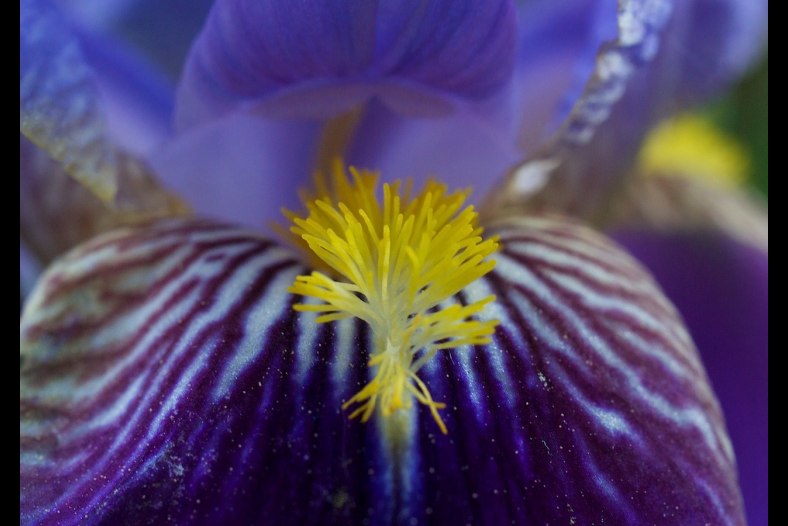 The Tongue Of The Iris