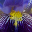 The Tongue Of The Iris