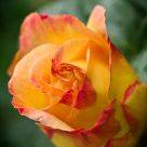 Rose Wearing Spanish Colours