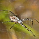 Spider in web