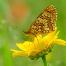 Borboleta (Butterfly) Melitaea deion