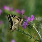 Borboleta Butterfly Papilio machaon