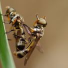 Mating