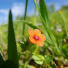 Morriao vermelho Anagallis arvenses,L.